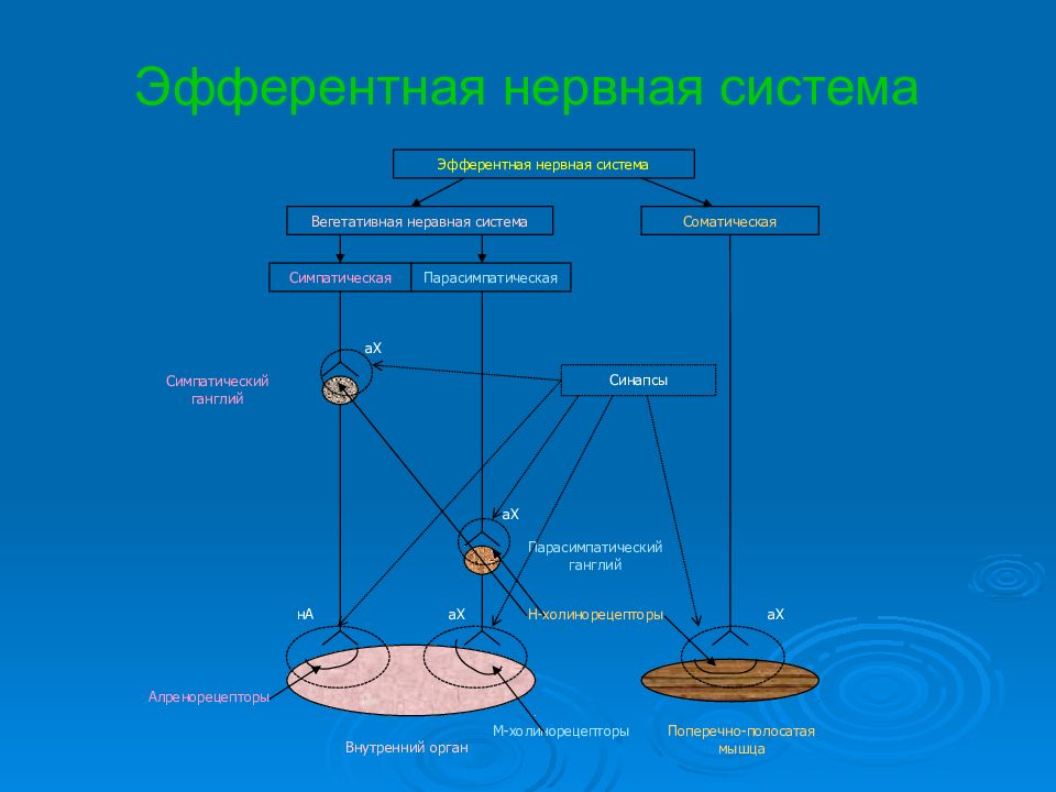 Периферическая эфферентная нервная система. Эфкрентнач нервная система. Эфферентная нервная система схема. Афферентная нервная система строение. Эфферентная система это.