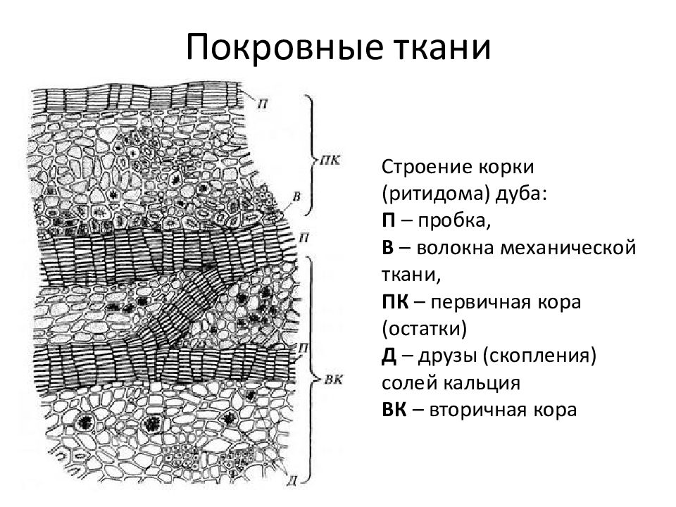 Покровная ткань строение