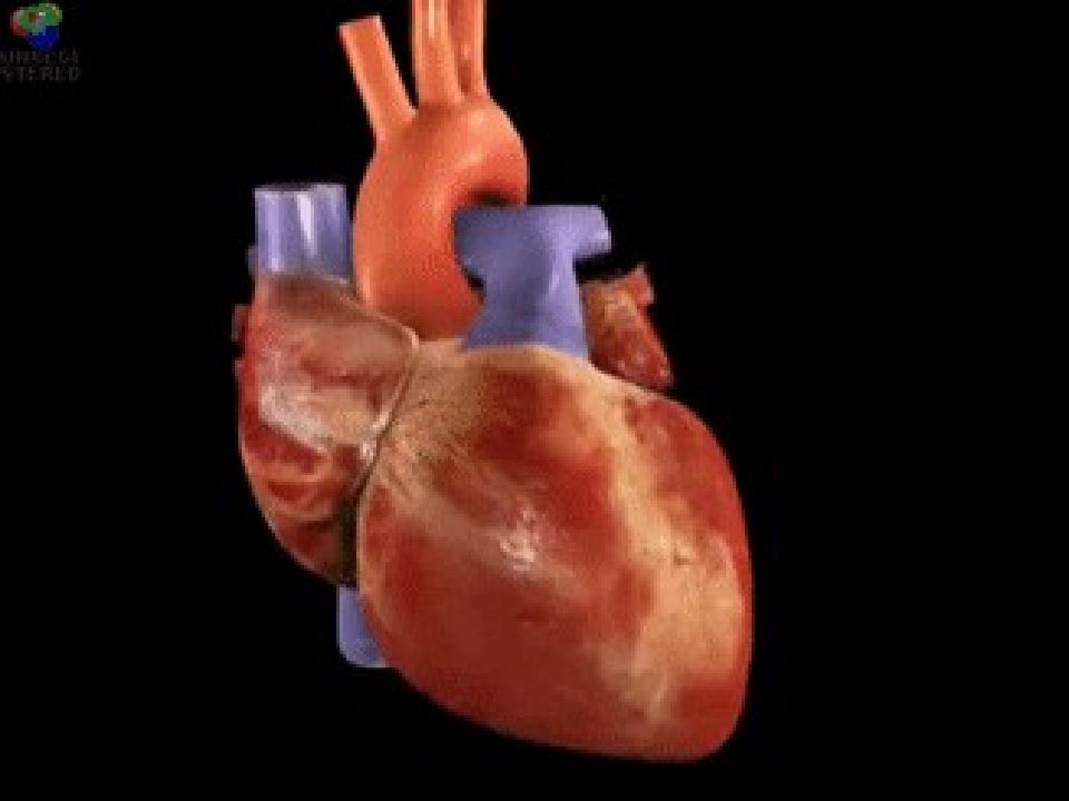 Katta va kichik qon aylanish doirasi Katta va kichik qon aylanish doirasi