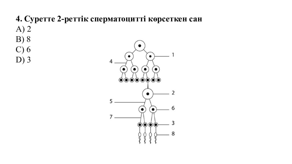 Гаметогенез. Адам гаметогенезінің сатылары. Сперматогенез бен оогенезді