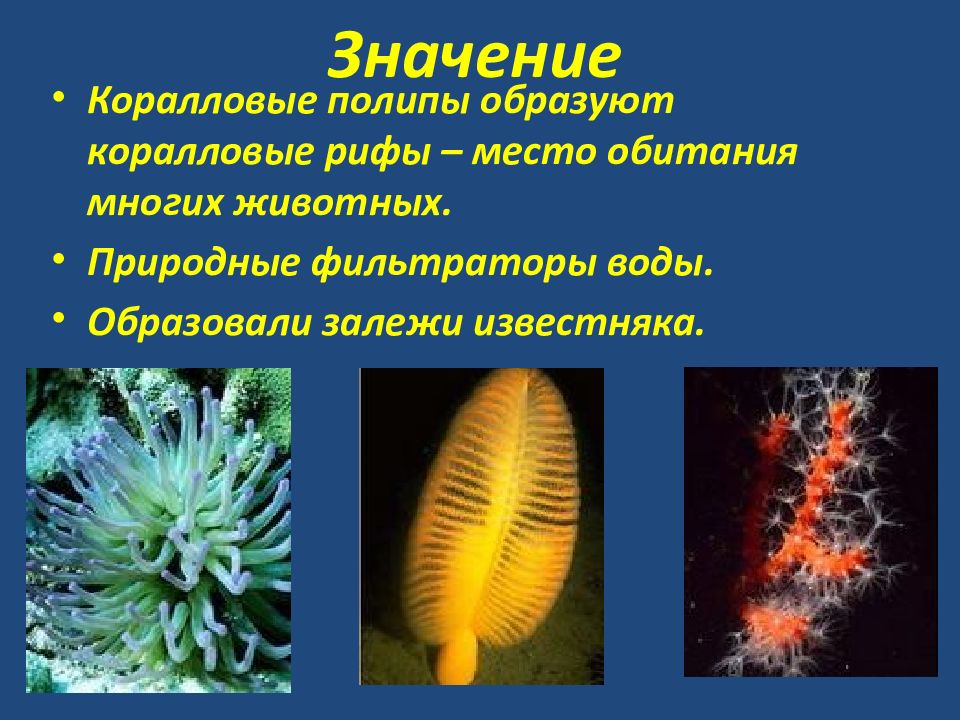 коралловые полипы разновидности. коралловые полипы прикрепленный образ жизни. коралловые полипы кишечнополостные. мадрепоровые кораллы образующие кораллы. коралловые полипы образуют.