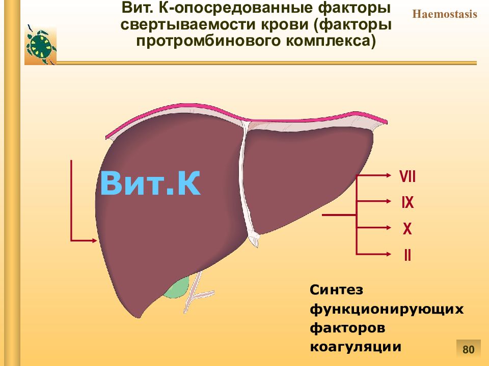 Патофизиология гемостаза презентация