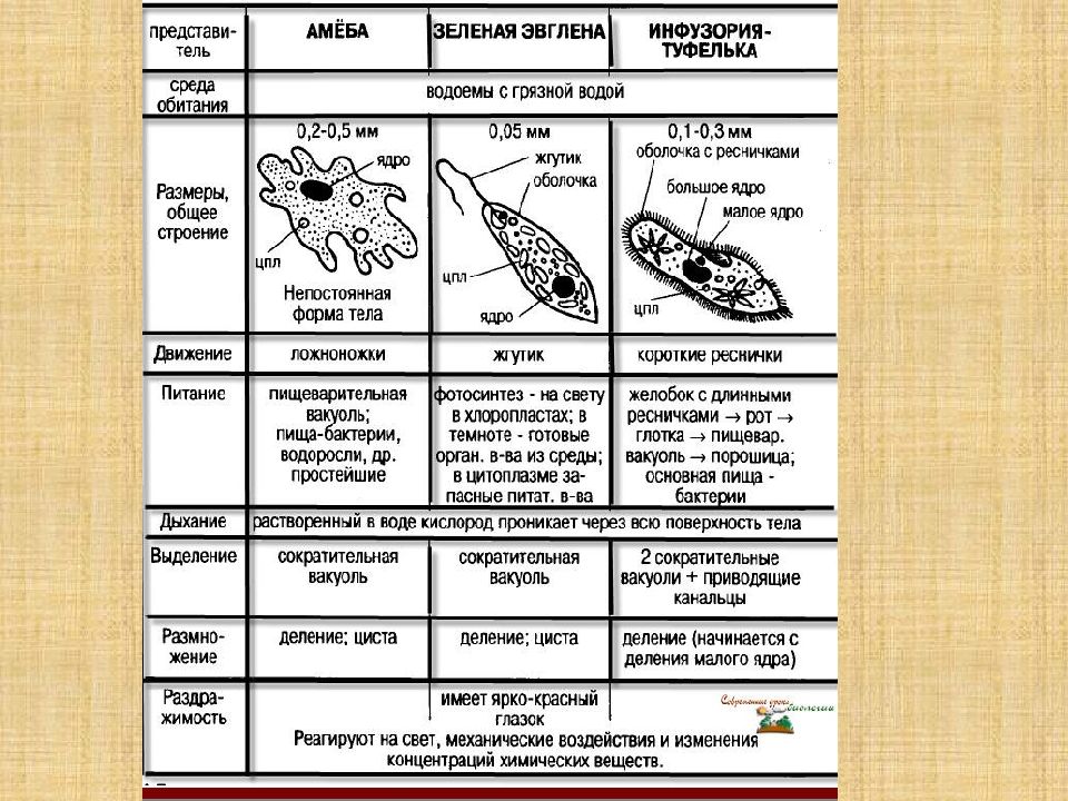 Презентация по теме простейшие 7 класс биология