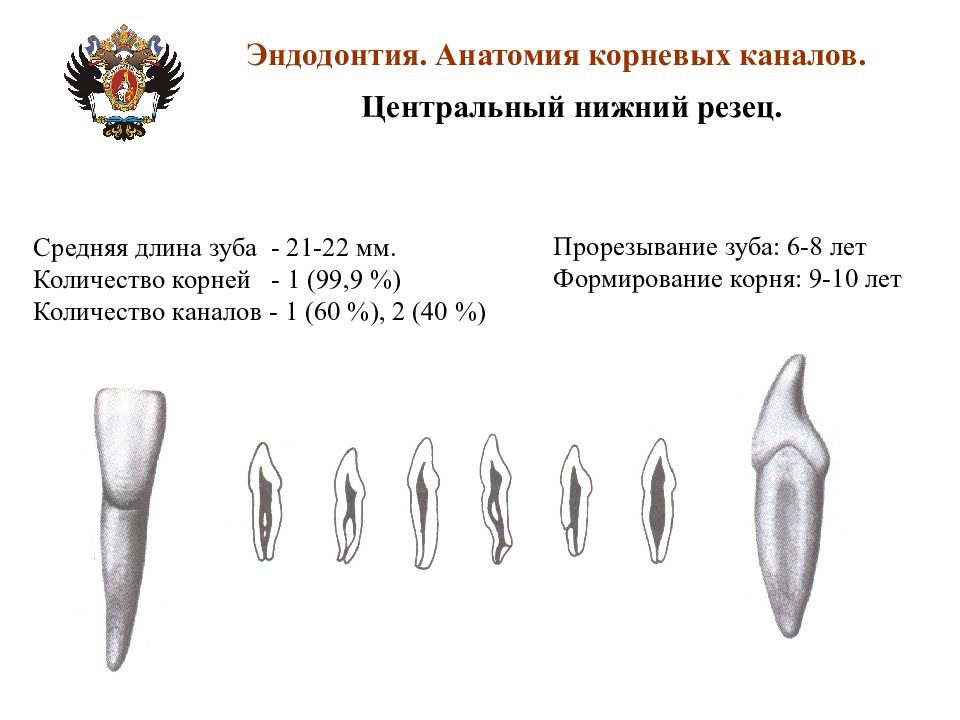 Сколько каналов в 16. Анатомия корневых каналов 37 зуба. Анатомия устьев корневых каналов зубов. Анатомия корневых каналов 25 зуба. 47 Зуб анатомия корневых каналов.
