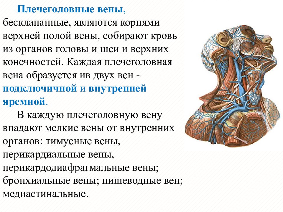 Физиология сердечно сосудистой системы презентация