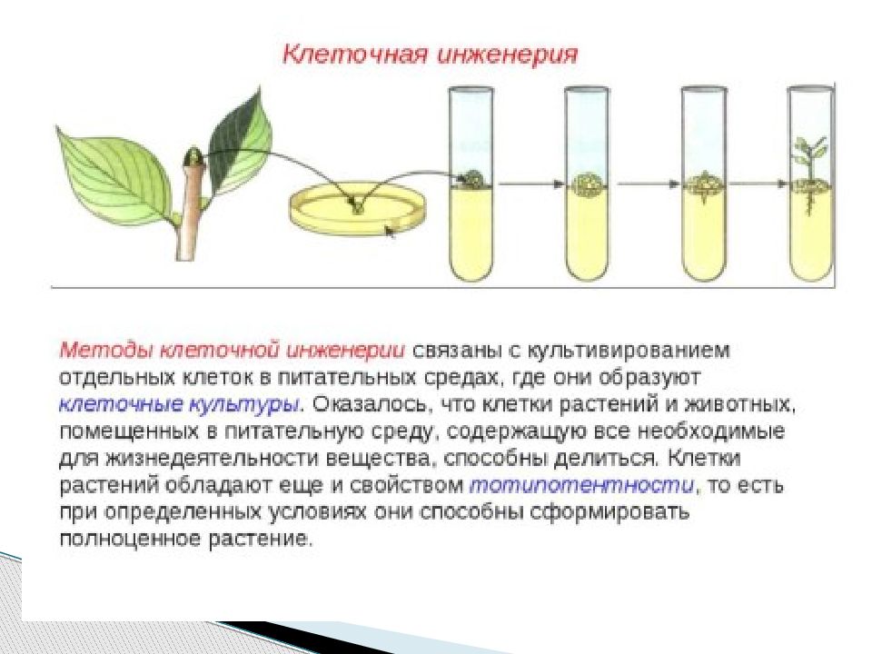 Наследование дифференцированного состояния клеток химерные и трансгенные организмы презентация