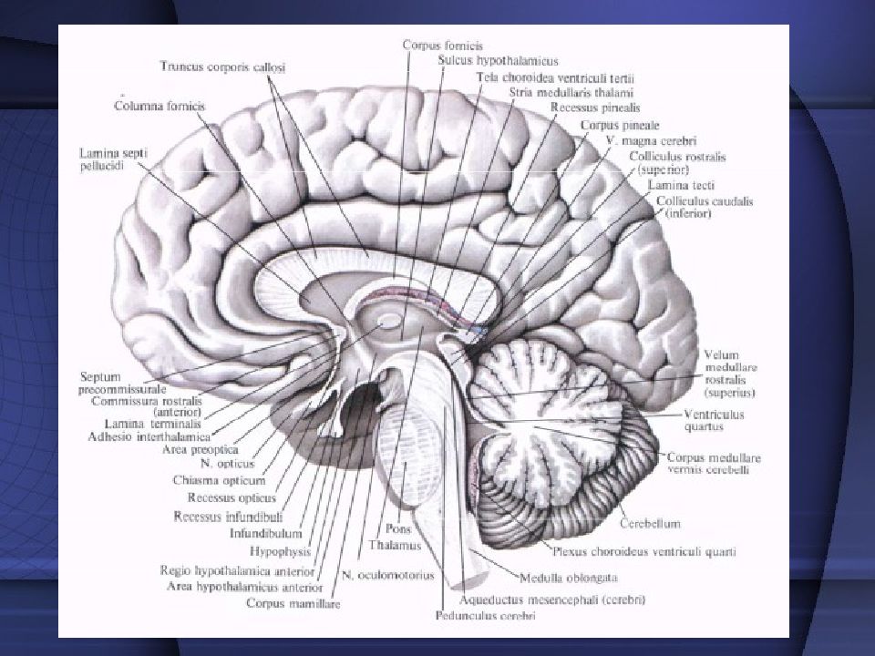 Головной мозг сагиттальный разрез рисунок с обозначениями