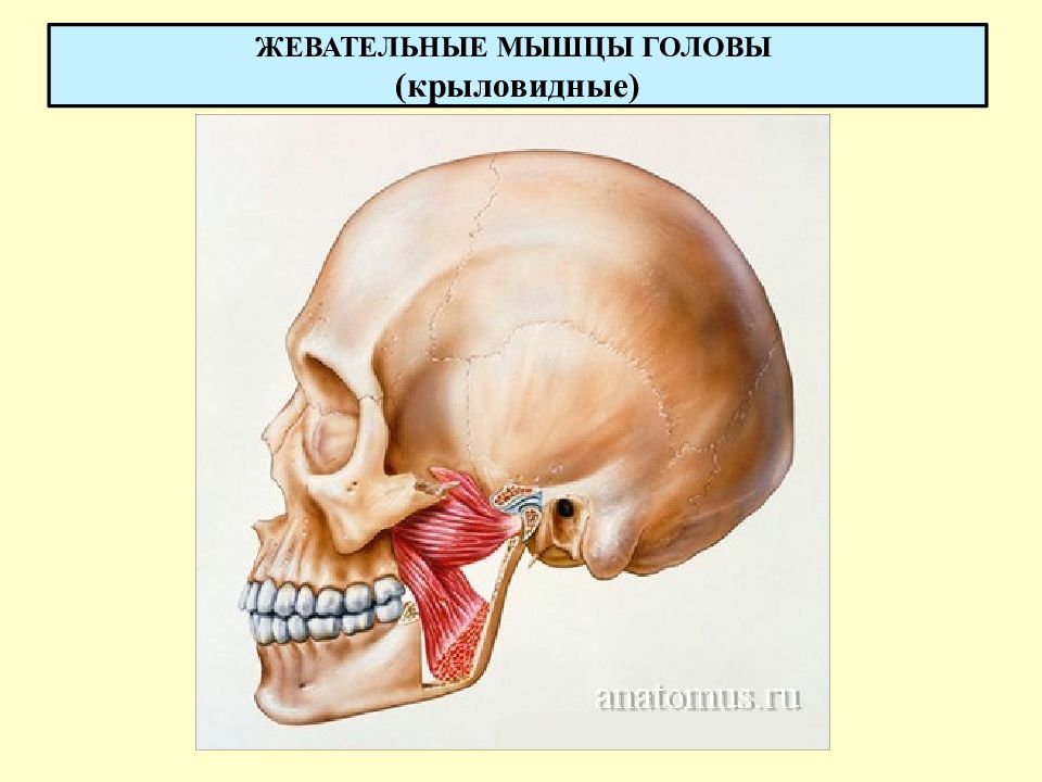 Крыловидная мышца челюсти фото