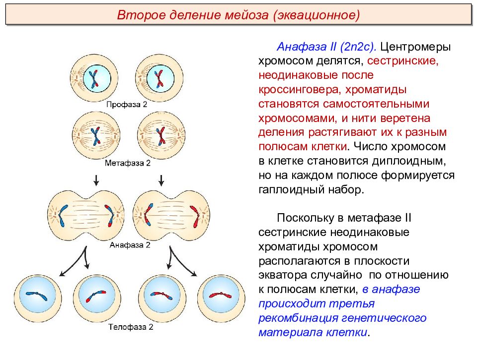 Хромосомы двухроматидные в какой фазе мейоза