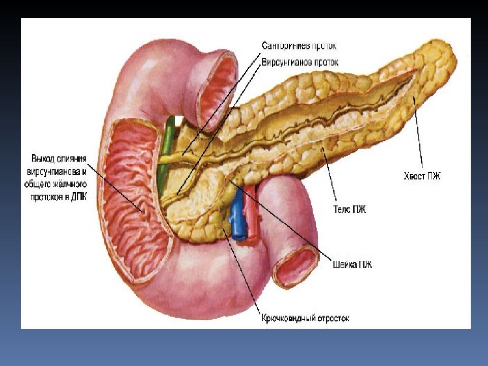 Покажи картинку поджелудочной железы. Печень селезенка поджелудочная. Санториниев проток поджелудочной железы. Печень поджелудочная анатомия. Печень поджелудочная железа селезенка анатомия.