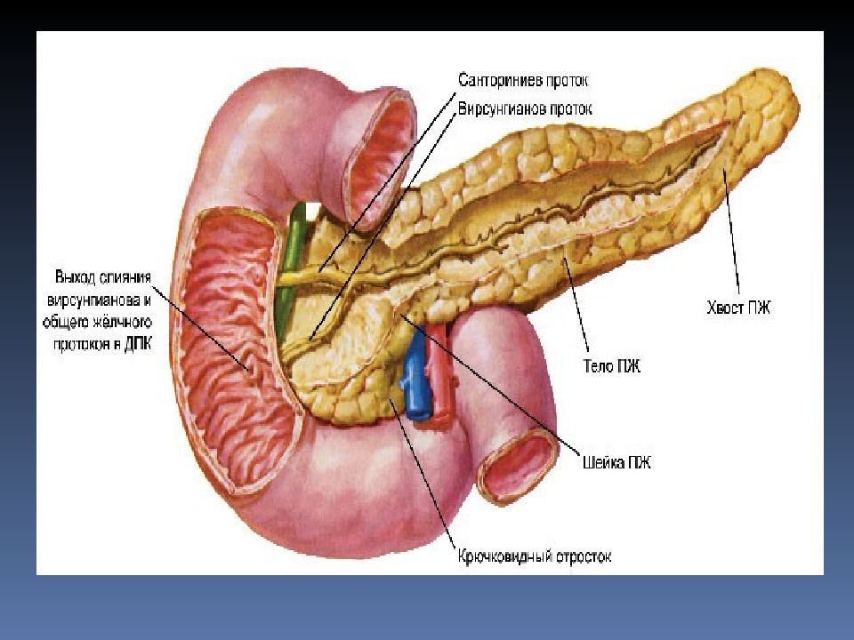 Капсула поджелудочной железы. Печень селезенка поджелудочная. Печень поджелудочная железа селезенка анатомия. Большие пищеварительные железы анатомия. Санториниев проток поджелудочной железы.