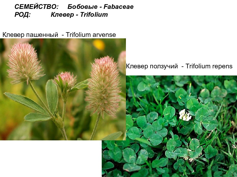 К какому семейству относится клевер. Клевер Пашенный листья. Клевер горный Пашенный. Клевер род семейство. Клевер бобовые.