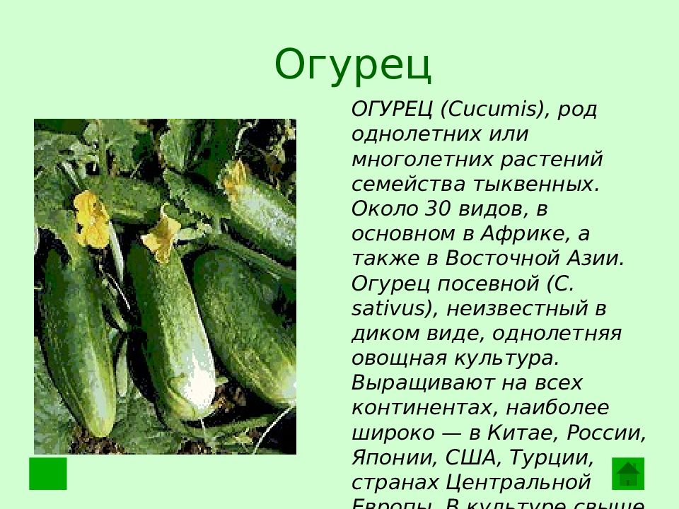 Проект про растения культурные