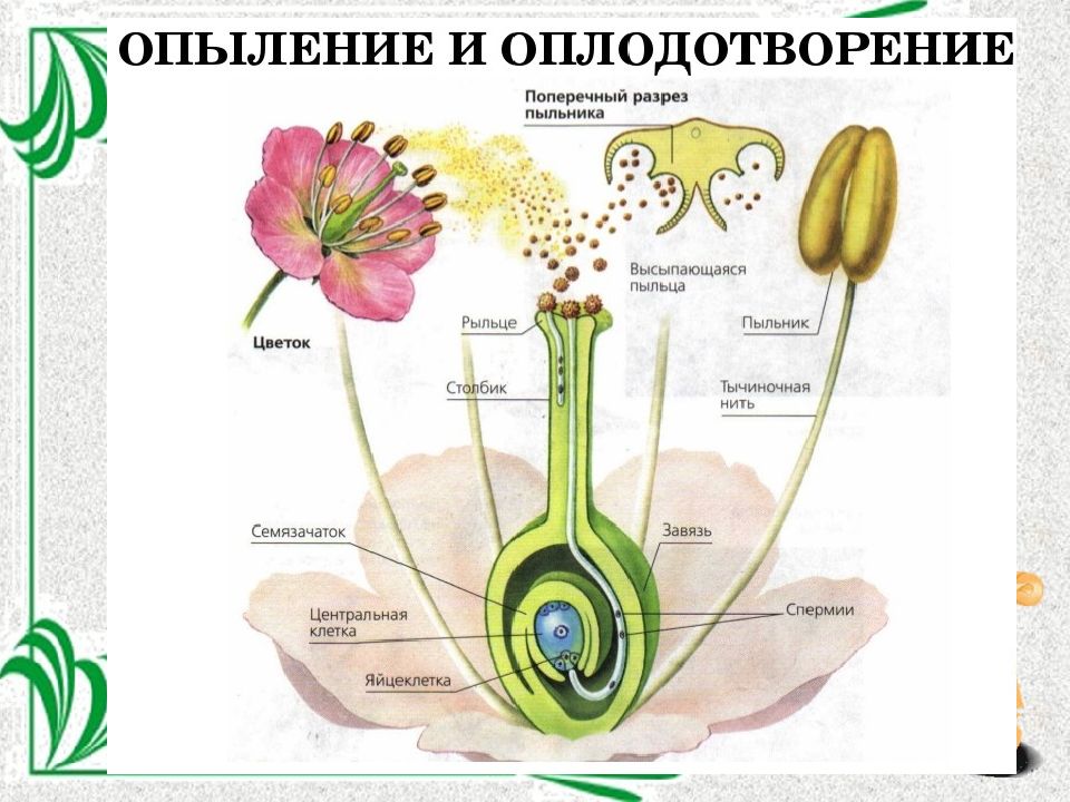 Презентация размножение покрытосеменных