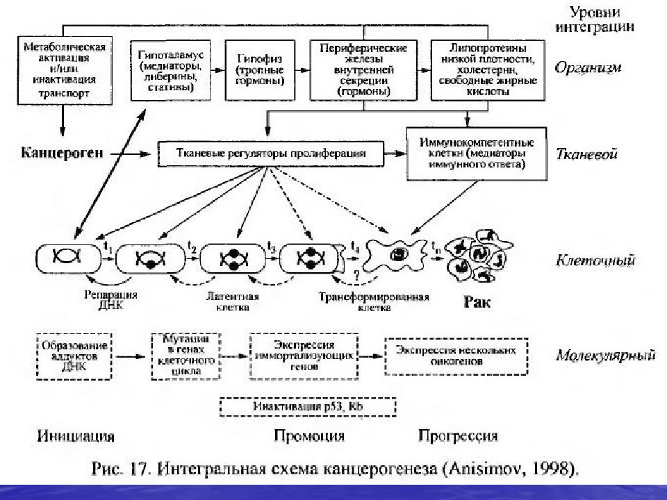 Лейкоз патофизиология презентация