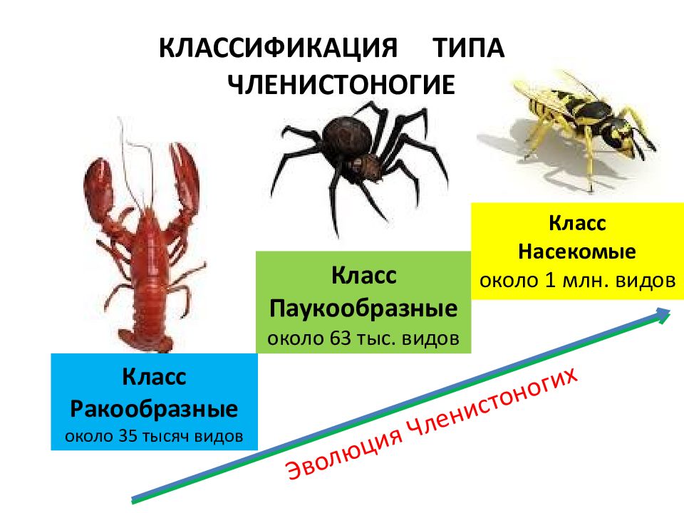 Общая характеристика типа членистоногие презентация