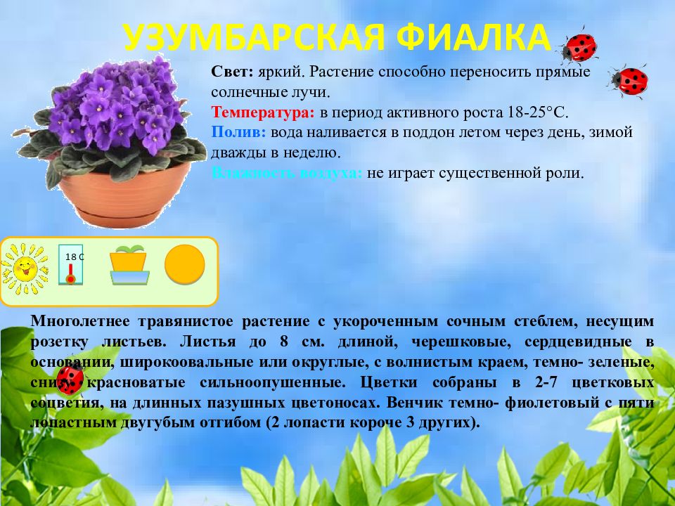 Схема ухода за фиалкой