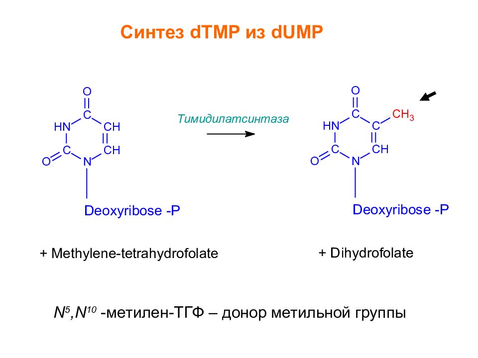 D d синтез. N5,n10-метилен-тетрагидрофолат. Синтез n5,n10-метилен-ТГФК. N5 n10 метилен-н4-фолат. N5 n10 метилен ТГФК формула.