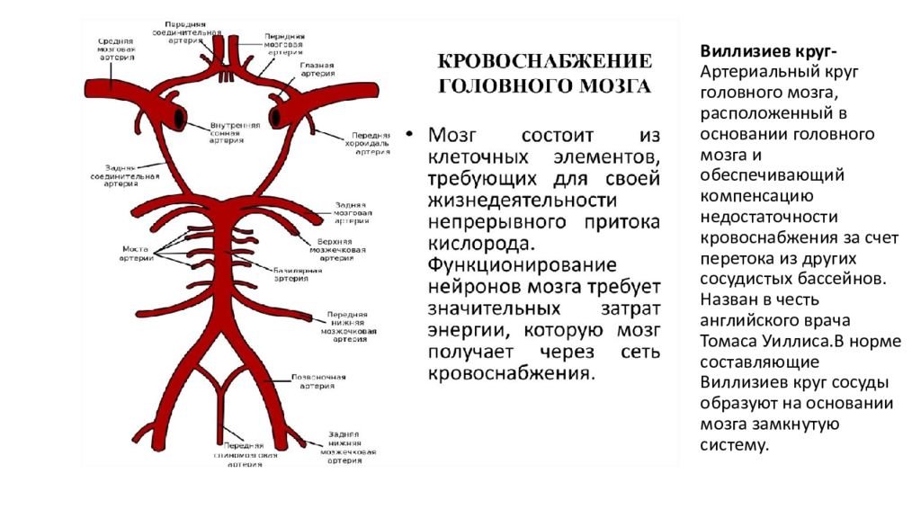 Признаки артериального кровообращения