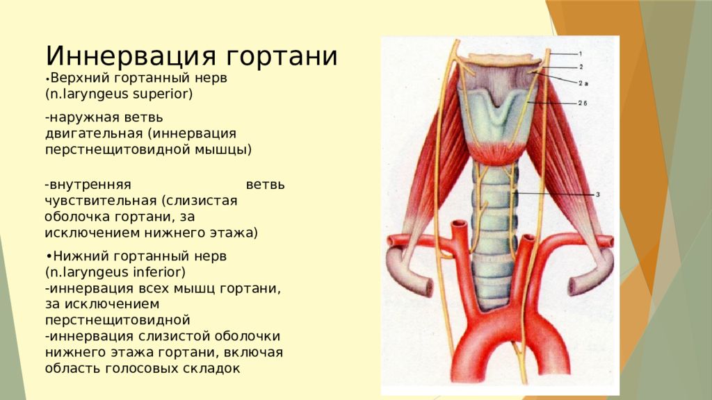 зажим гортани