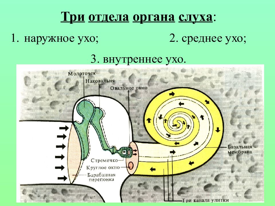 3 отдела органа слуха. Пространственный анализатор. Орган слуха.