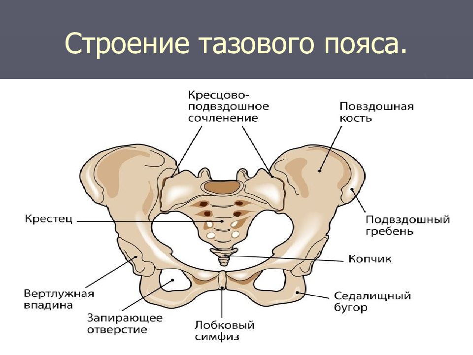 Картинки строение женского скелета