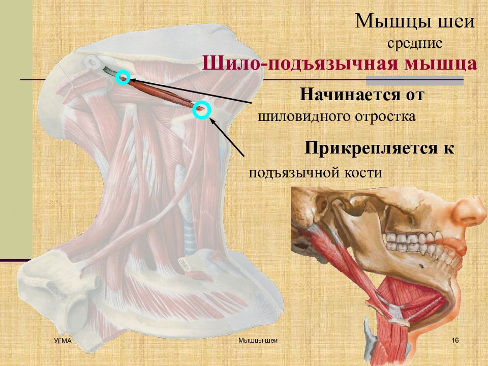 Шиловидный отросток подъязычной кости фото