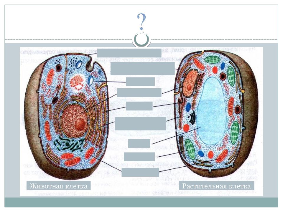 Определите растительные животные клетки