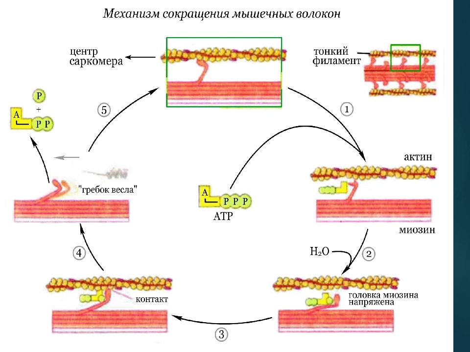 Презентация биохимия мышечного сокращения