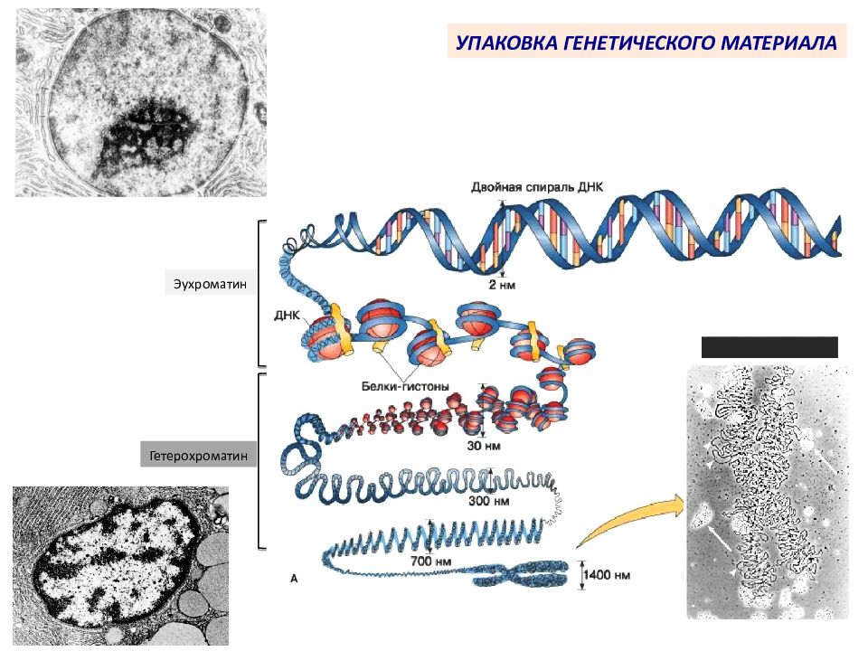 Генетический материал рисунок. Строение хромосомы эухроматин и гетерохроматин. Строение хромосомы эухроматин. Организация хроматина: эухроматин и гетерохроматин.. Конденсированный эухроматин.