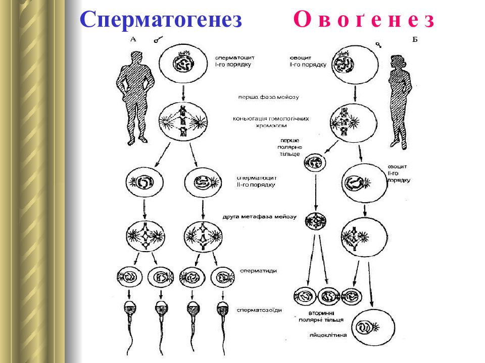 Установите последовательность этапов овогенеза образование ооцитов. Схема сперматогенеза. Фазы сперматогенеза схема. Схема процесса сперматогенеза. Схема сперматогенеза и овогенеза.