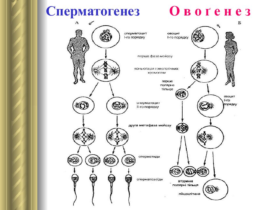 Сперматогенез и овогенез схема