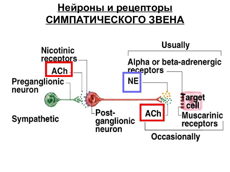 Рецепторы нейронов. Нейронные рецепторы. Рецепторы нервных клеток. Рецепторные Нейроны. Рецепторы афферентных нейроцитов.