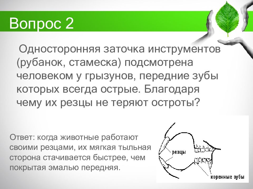 Юннатское движение в россии презентация