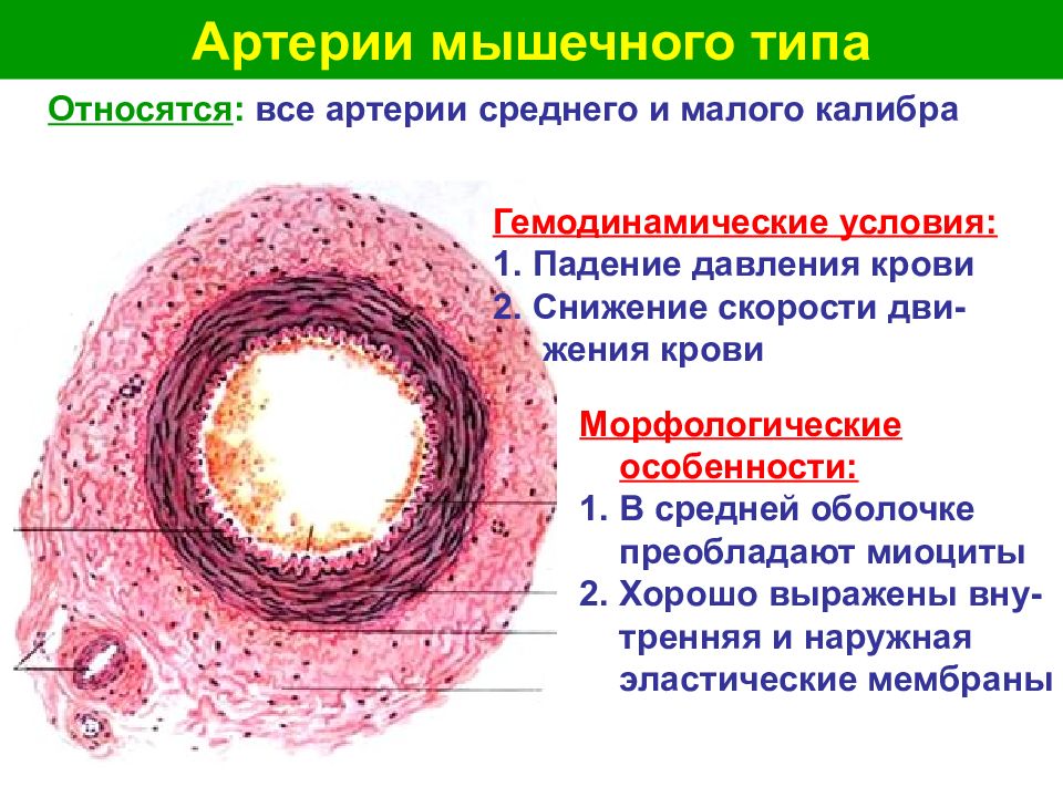 Аорта рисунок гистология