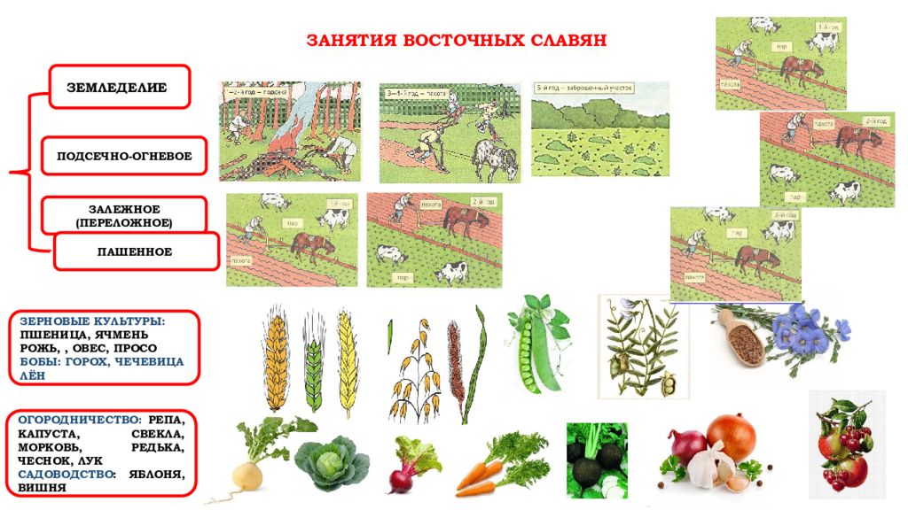 Земледелие восточных славян. Земледелие схема. Системы земледелия у восточных славян. Сельскохозяйственные культуры восточных славян.