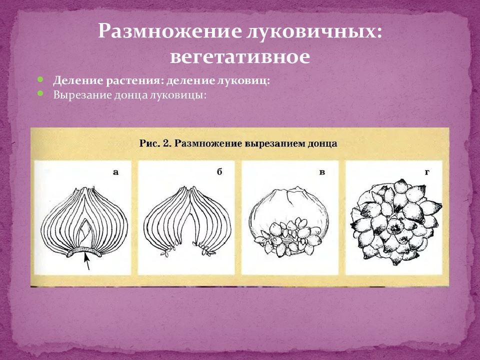 Размножение луковицами. Вегетативное размножение луковицами схема. Декоративная растение размножающееся луковица. Размножение луковичных. Размножение делением клубнелуковиц.