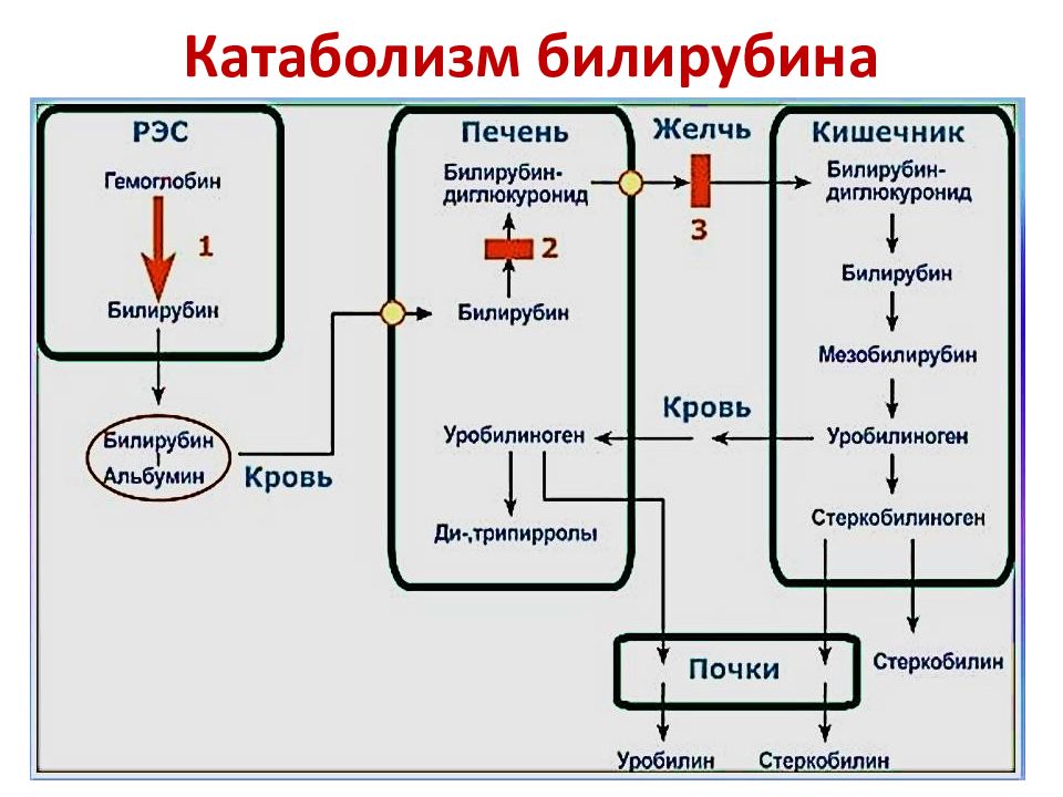 Схема образования билирубина в тканях