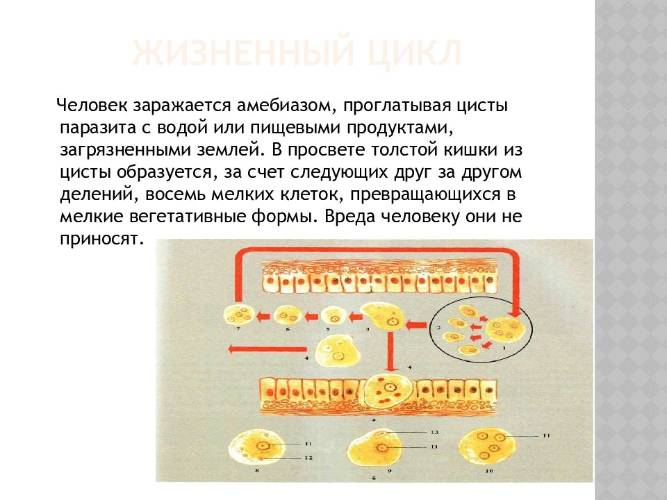 Договор возвратной финансовой помощи от учредителя образец