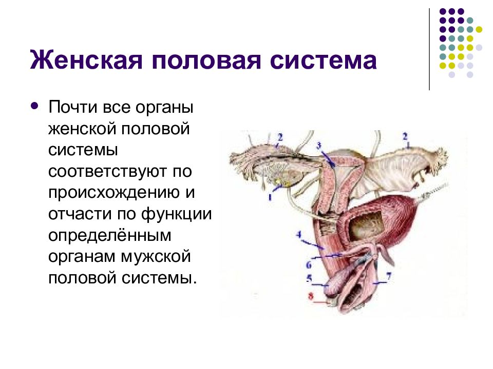 Таблица женская половая система. Морфофункциональная характеристика мужской половой системы. Женская половая система. Женская половая система органы. Характеристика органов женской половой системы.
