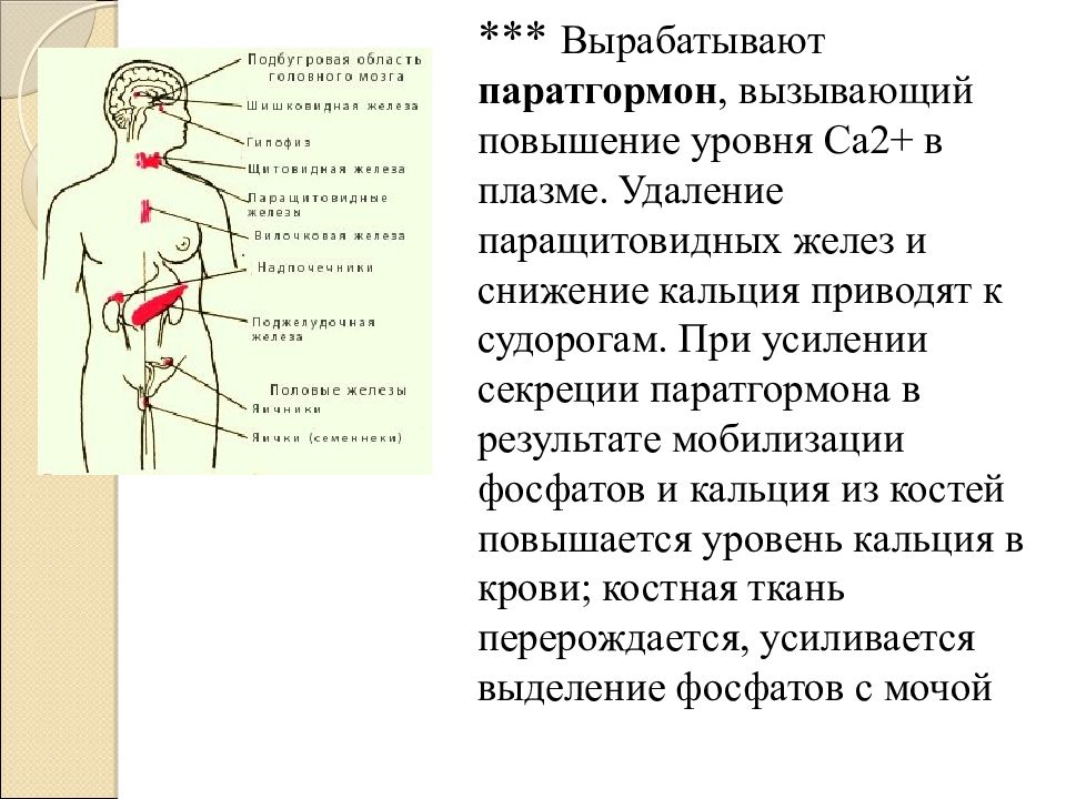 Организм человека как единое целое презентация