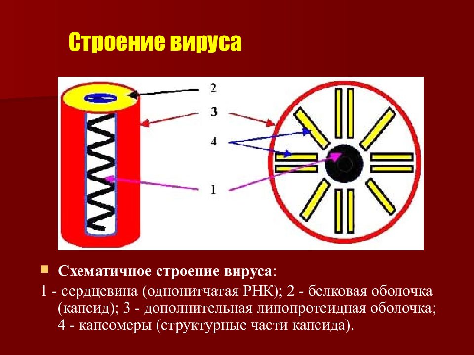 Вируса 11 1. Царство вирусы строение. Строение вируса капсомер. Интересные факты про царства вирусов. Схематичное изображение расположения капсомеров в капсиде вирусов.