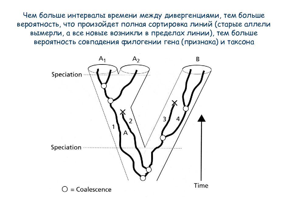 Конвергенция стенок это