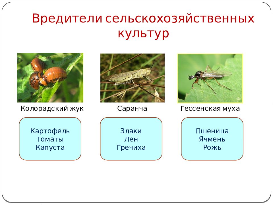 Презентация вредители сельскохозяйственных культур