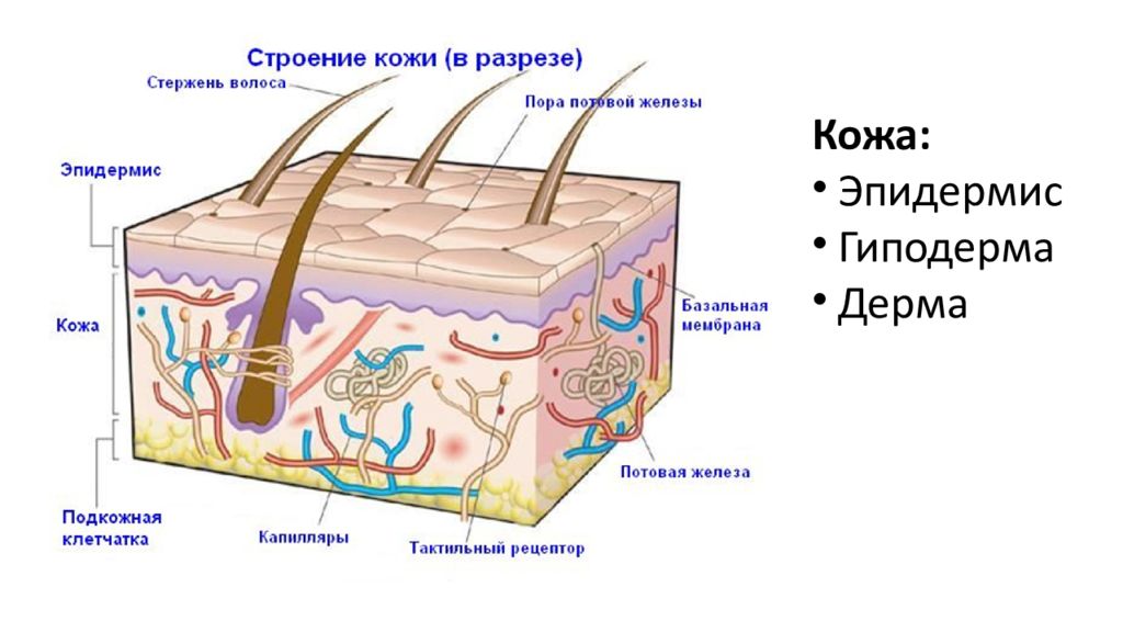 Картинка кожи в разрезе