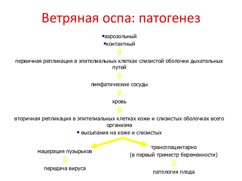 Осложнения ветряной оспы. Патогенез ветряной оспы схема. Ветряная оспа этиология. Последовательность этапов патогенеза ветряной оспы. Вирус ветряной оспы патогенез.