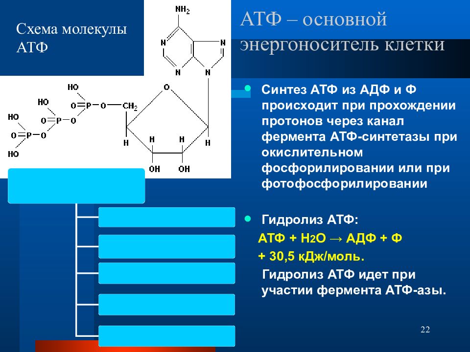 Атф л. Энергия АТФ. Молекула АТФ. АТФ презентация. Образование АТФ.