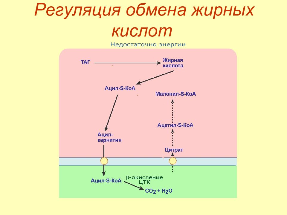 Обмен кислот. Регуляция синтеза жирных кислот биохимия. Регуляция обмена жирных кислот биохимия. Обмен жирных кислот окисление Синтез регуляция. Регуляция окисления жирных кислот биохимия.