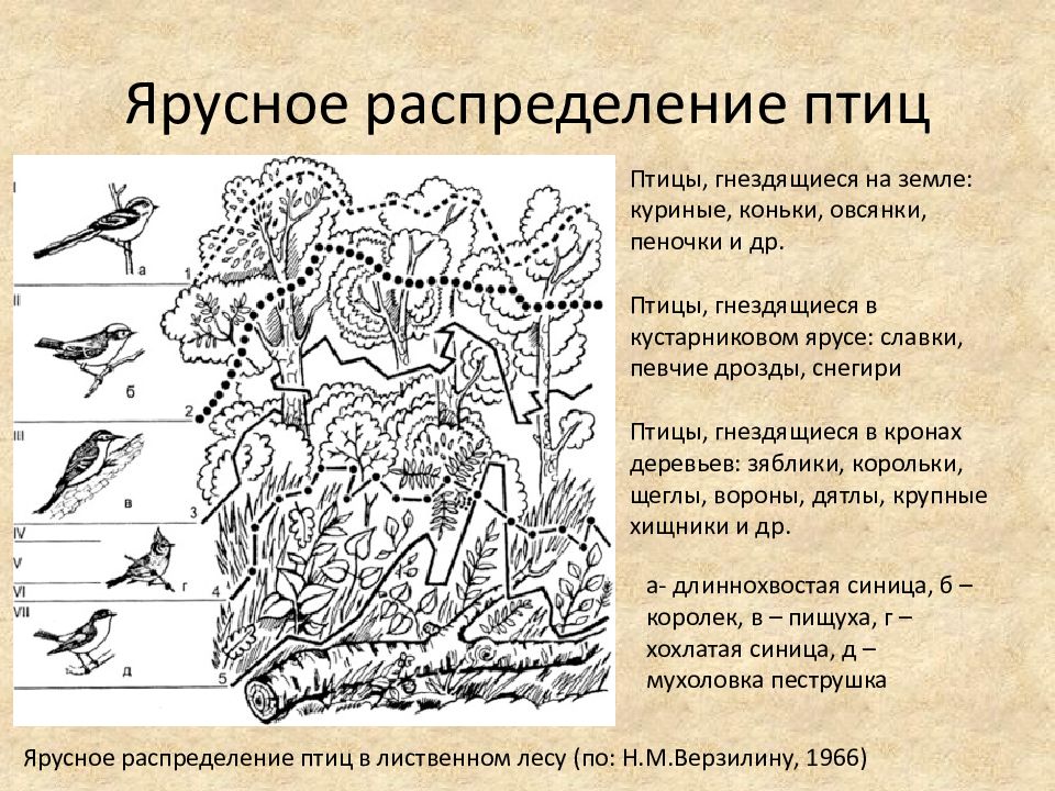 Пространственная структура биоценоза презентация