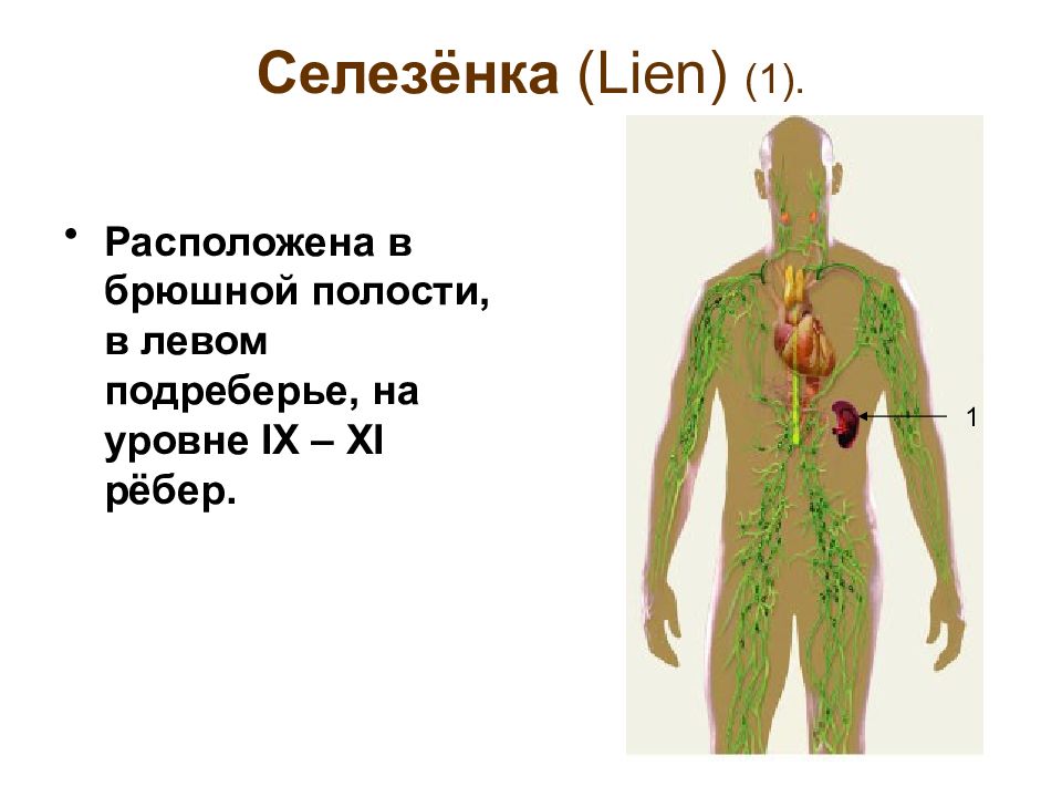 Презентация лимфатическая система иммунная система